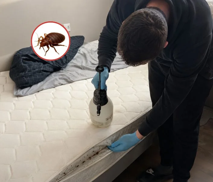Technicien traitant un matelas contre les punaises de lit à Briis-sous-Forges